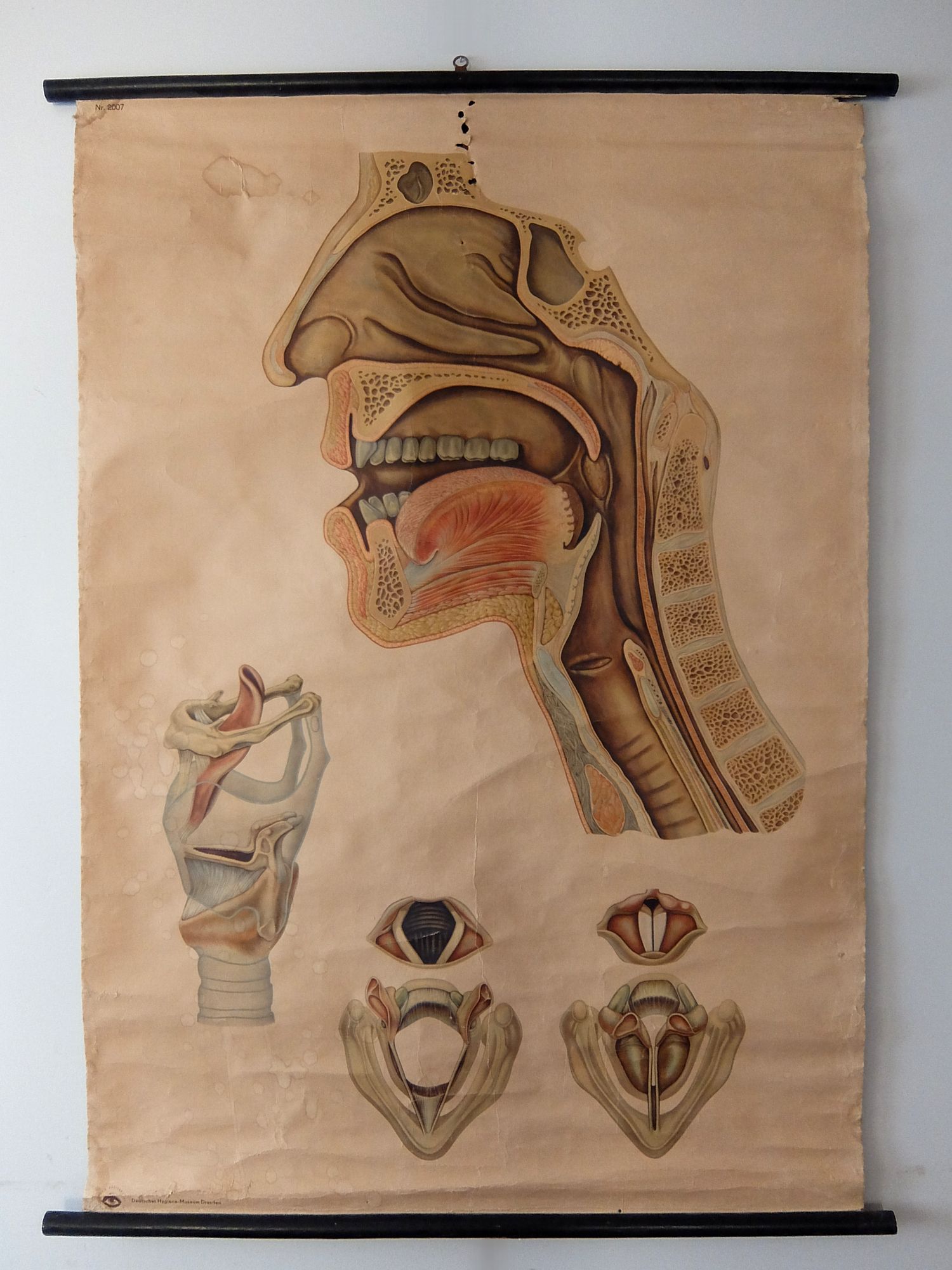 Anatomical Chart (A0621-03)