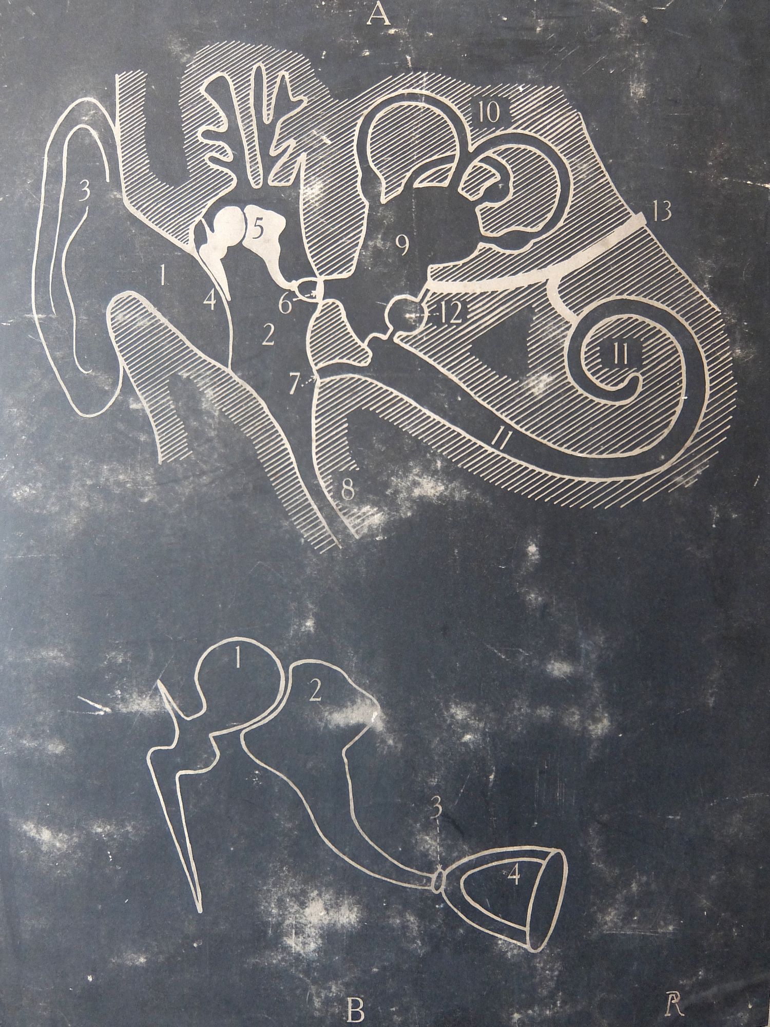 Anatomical Chart (C0726-02)