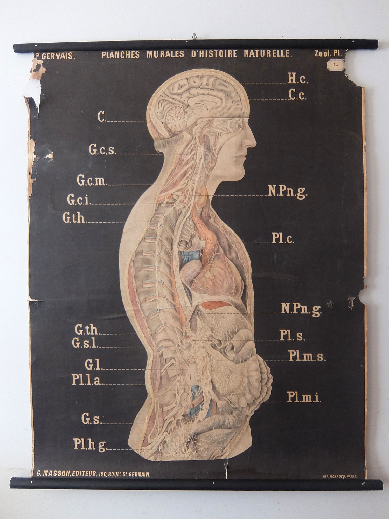 Anatomical Chart (A0726-01)
