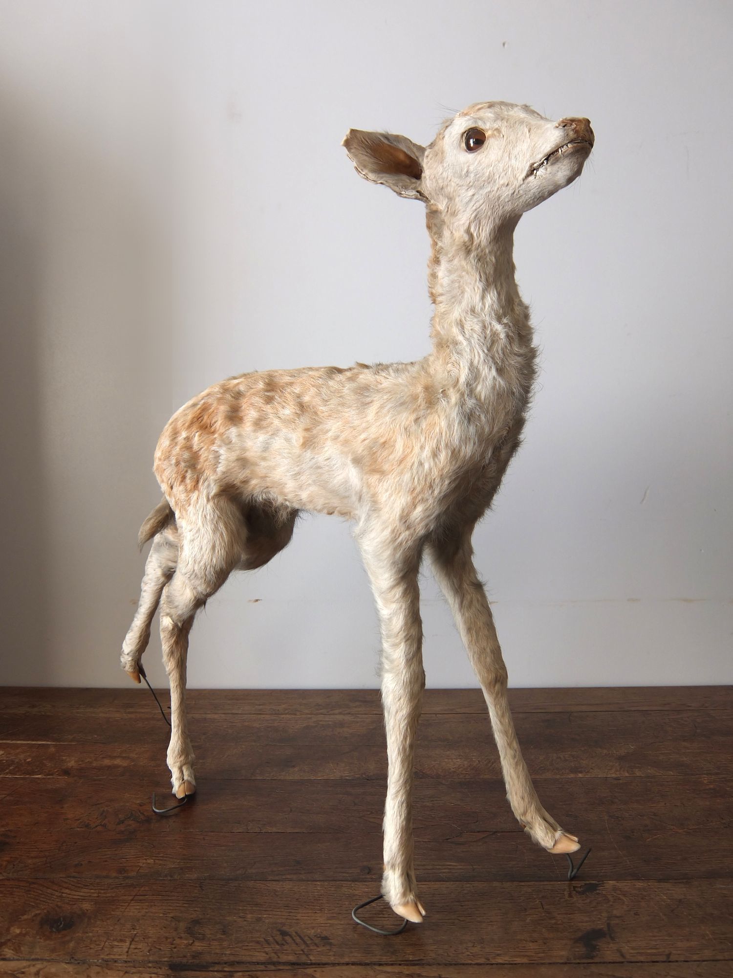 Taxidermy 【Deer】 (A1015)