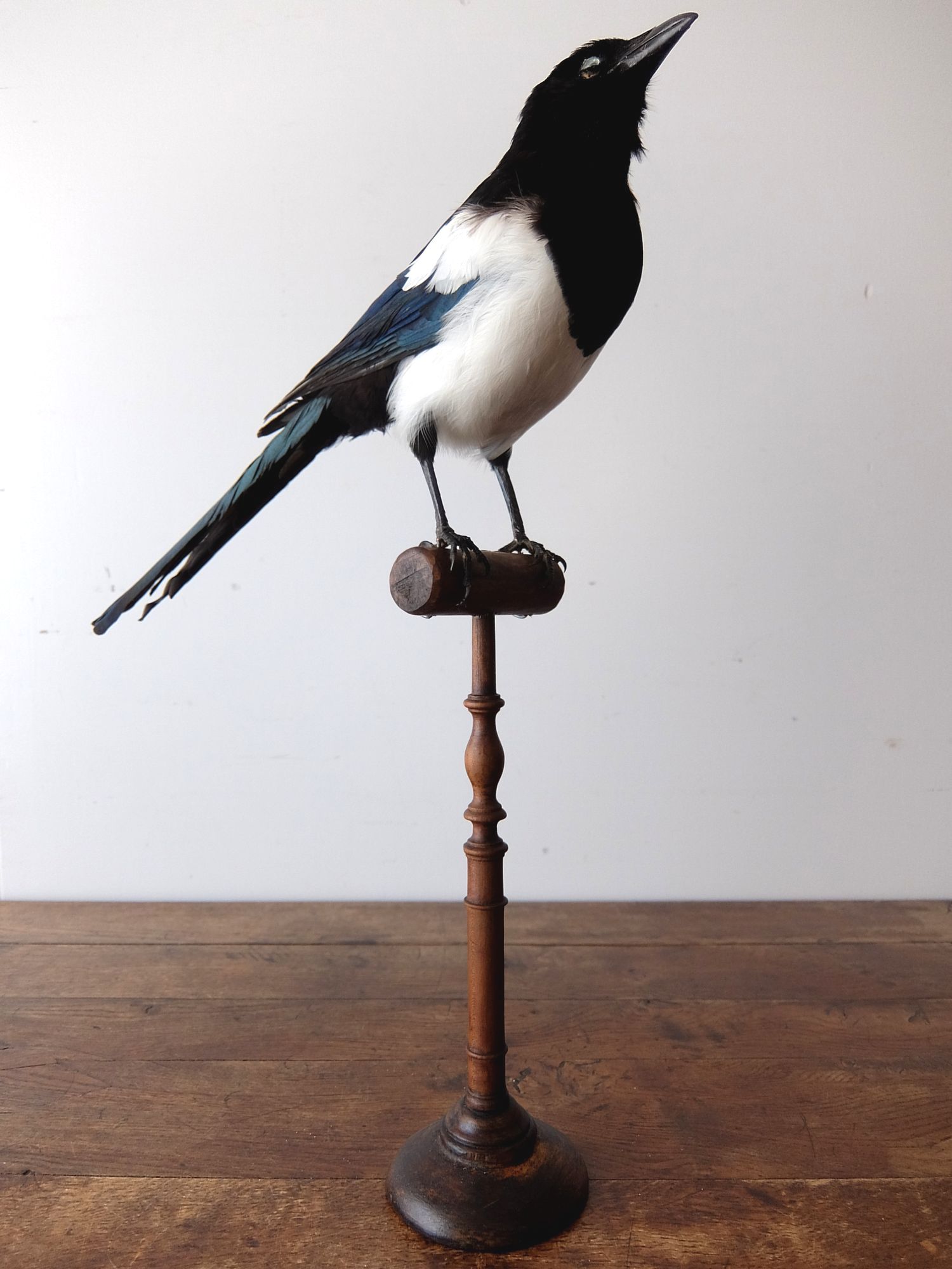 Taxidermy 【Bird】 (A0617)