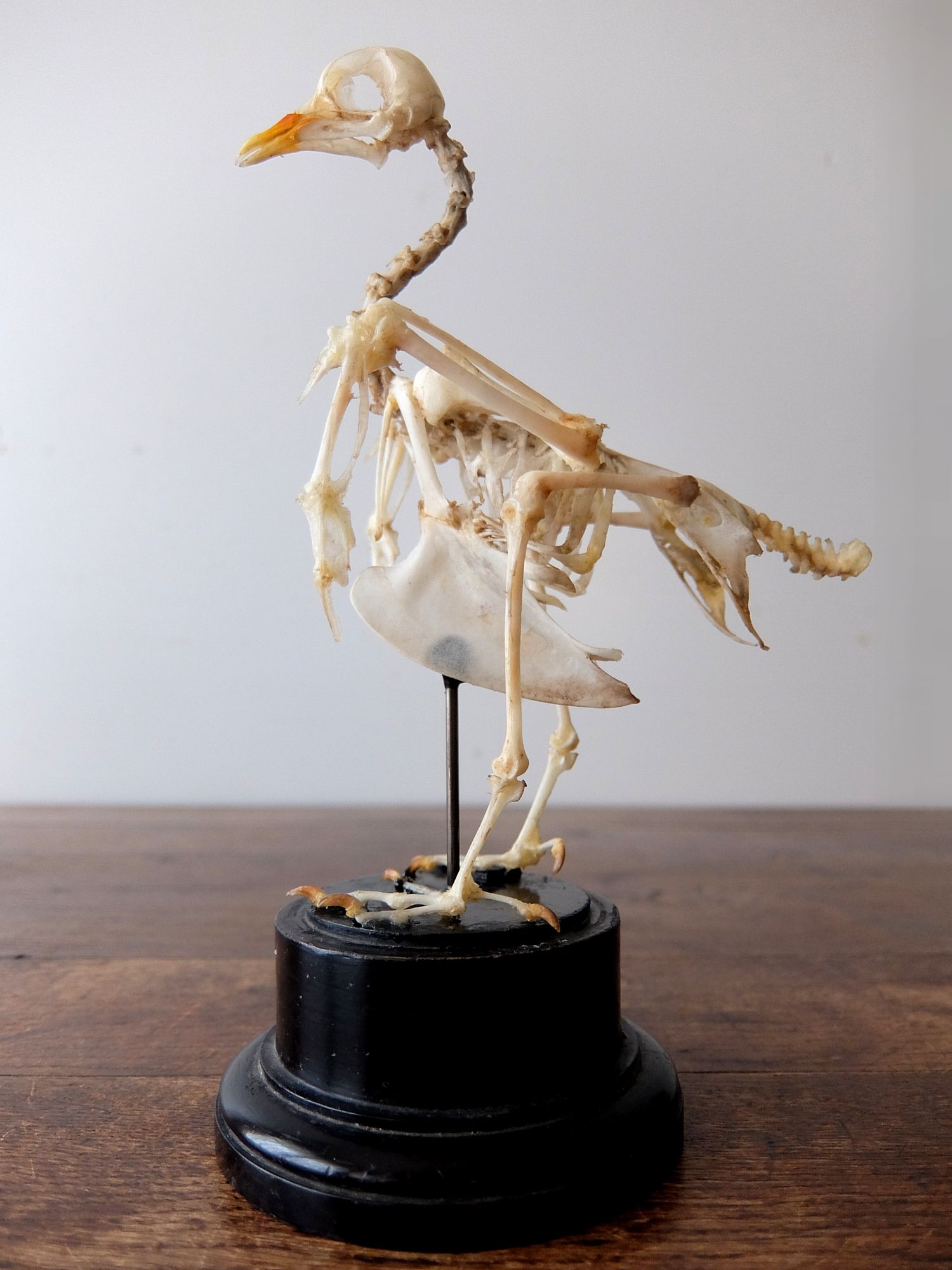 Skeletal Specimen 【Bird】 (E0518)