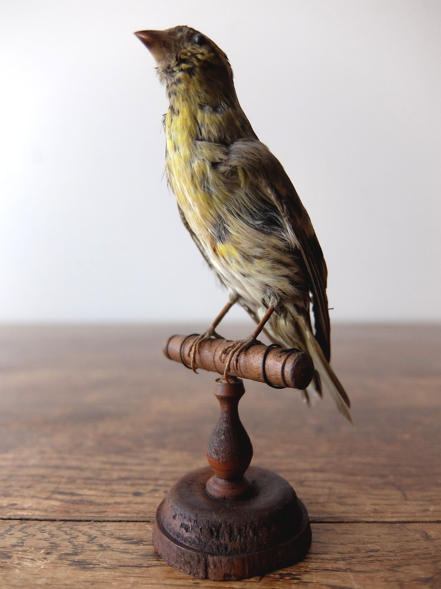 Taxidermy 【Bird】 (B0617)