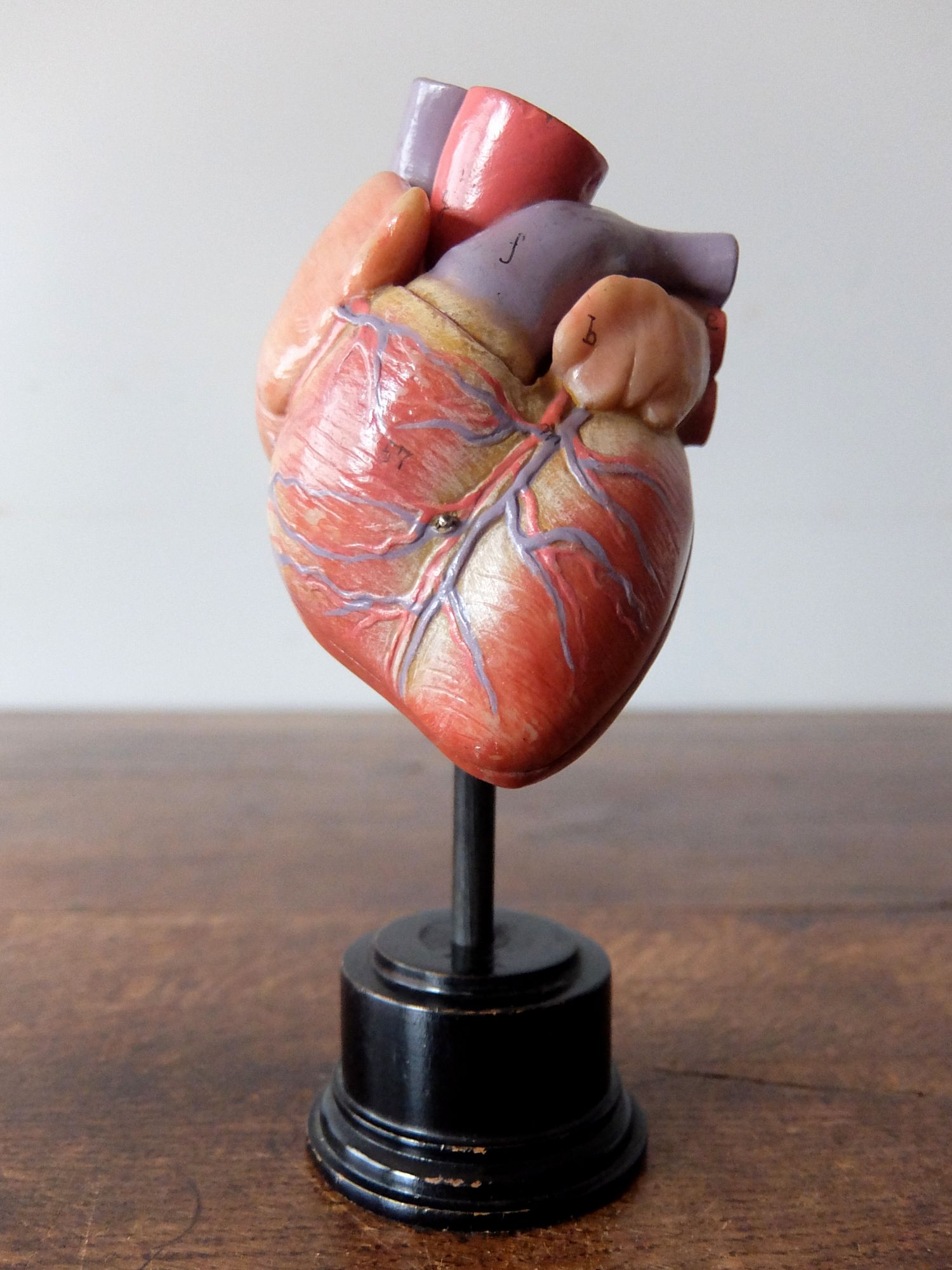 Anatomical Model 【Heart】 (A0822)