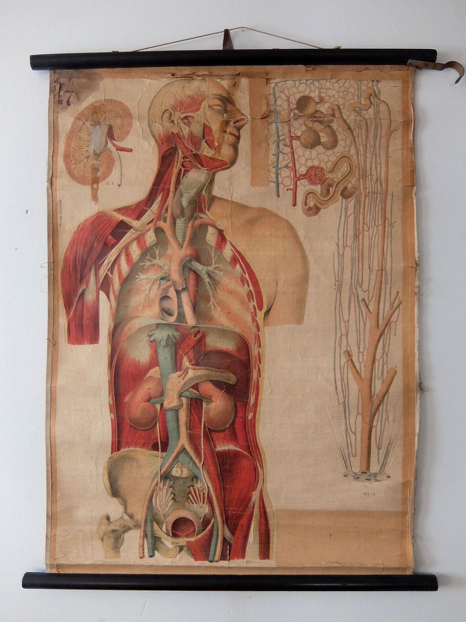 Anatomical Chart (B0621)