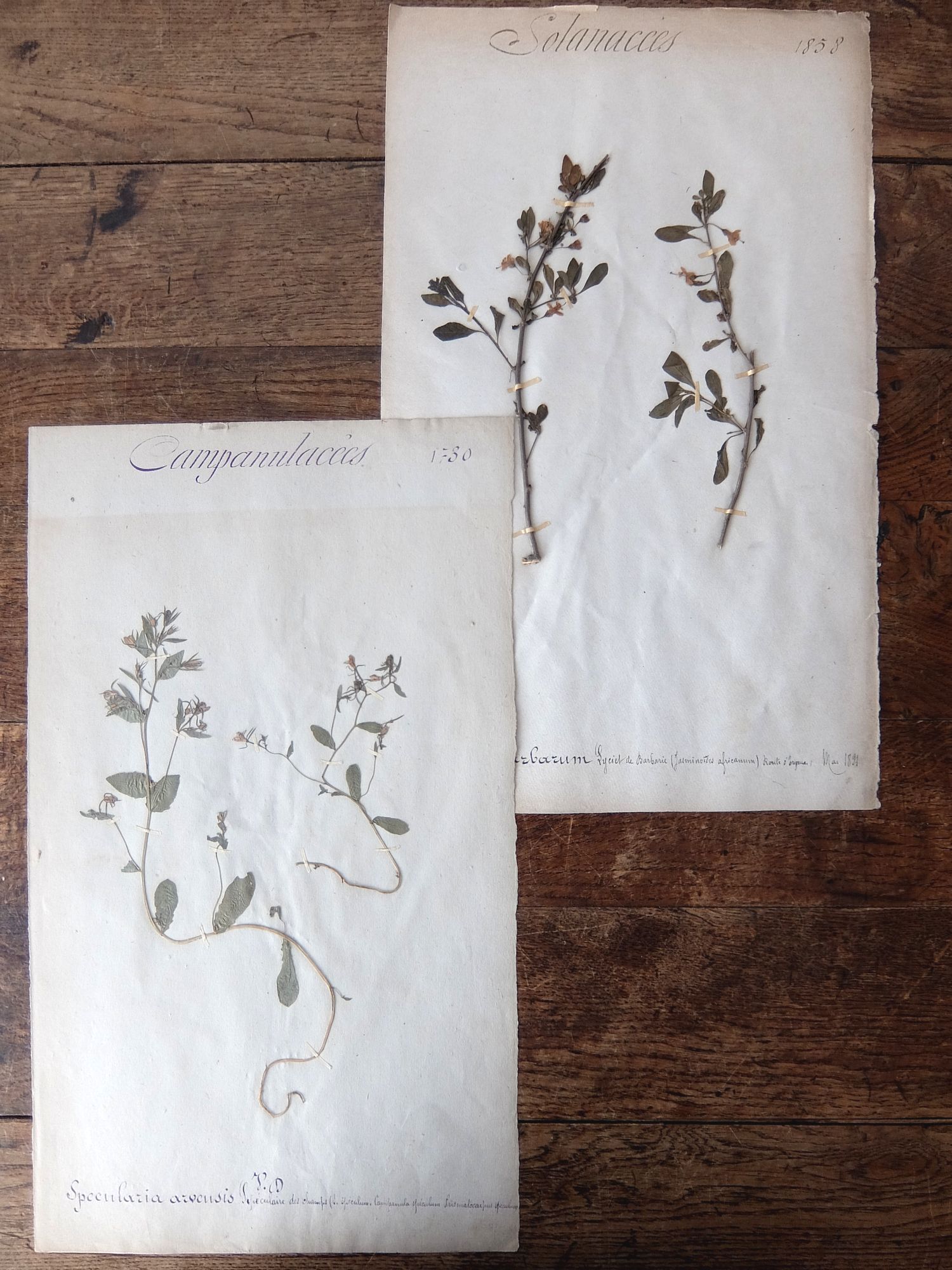 Herbarium (A0915-14)