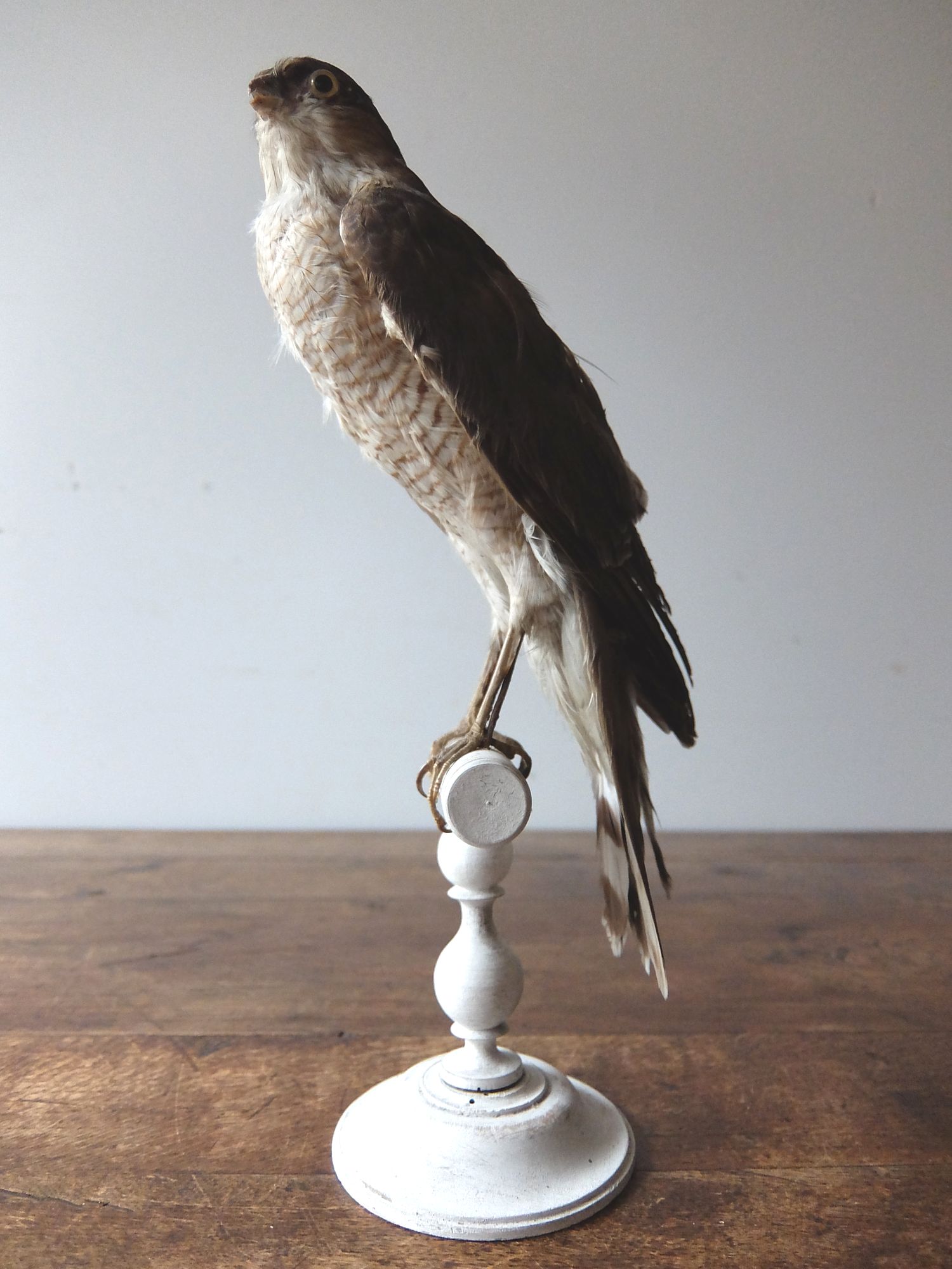 Taxidermy 【Bird】 (B1017)