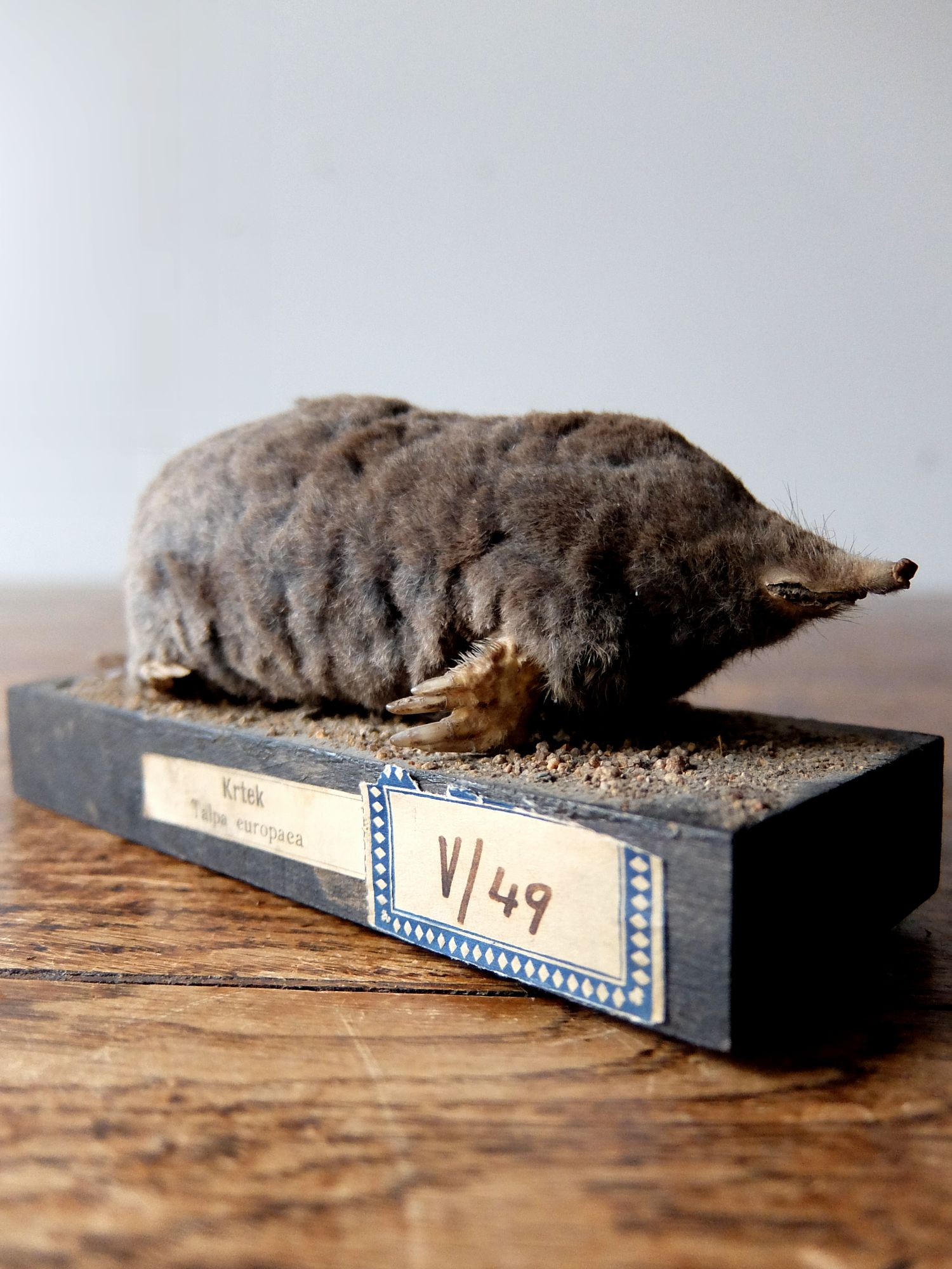 Taxidermy 【Mole】 (A1017-01)